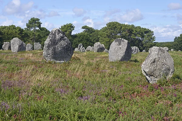 Carnac stones, menhirs near Carnac, Departement Morbihan, Brittany, France