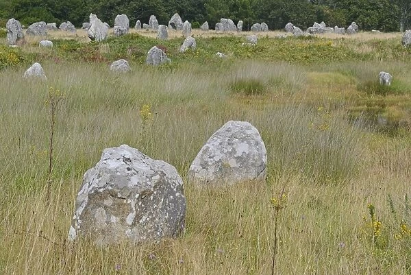 Carnac stones, menhirs near Carnac, Departement Morbihan, Brittany, France