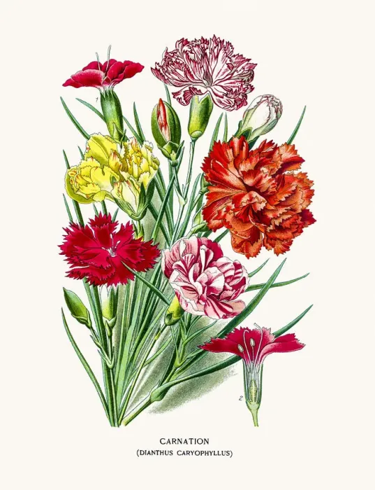 Framed Print : Carnation flower Framed Print : Carnation flower