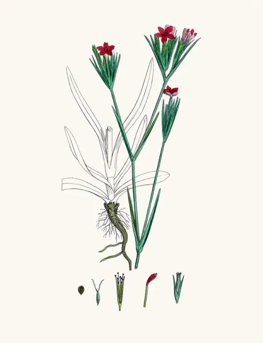 Framed Print : Carnation flower Framed Print : Carnation flower
