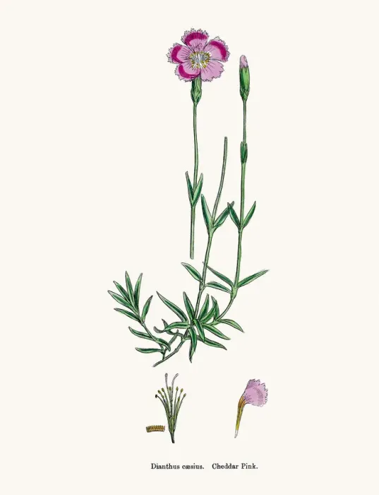 Framed Print : Carnation flower Framed Print : Carnation flower