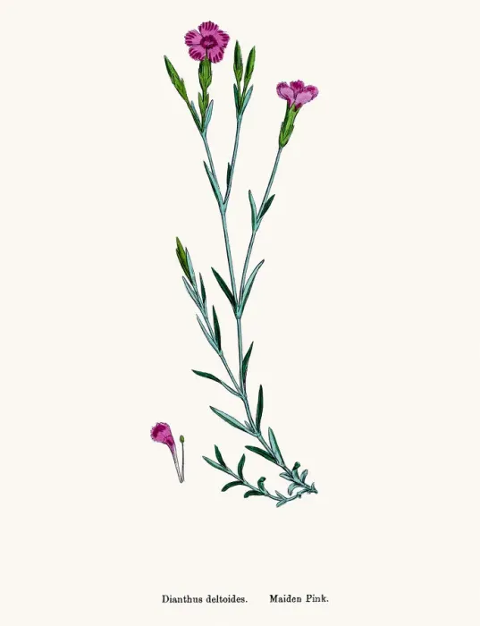 Framed Print : Carnation flower Framed Print : Carnation flower