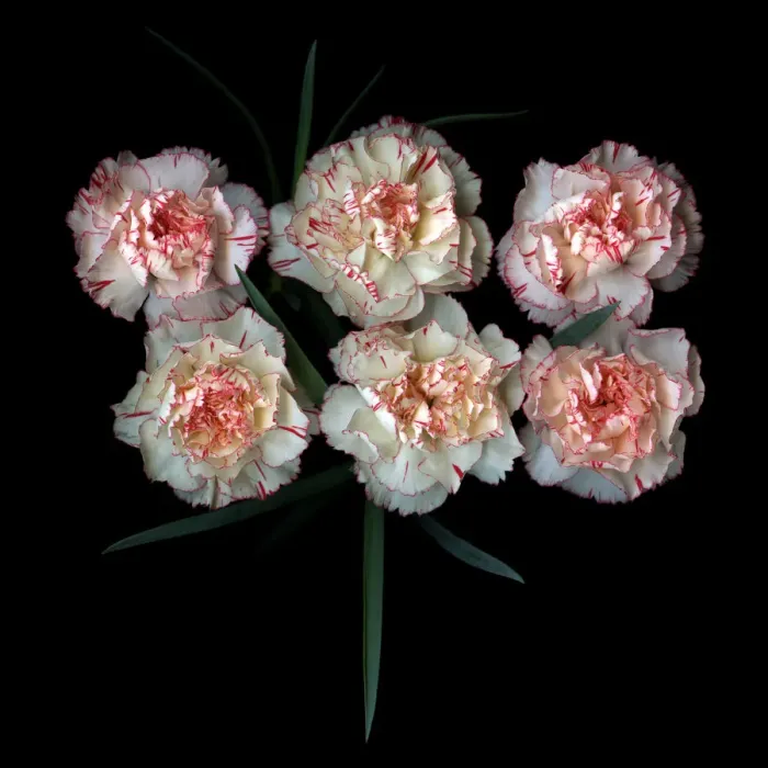 Framed Print : Carnations Framed Print : Carnations