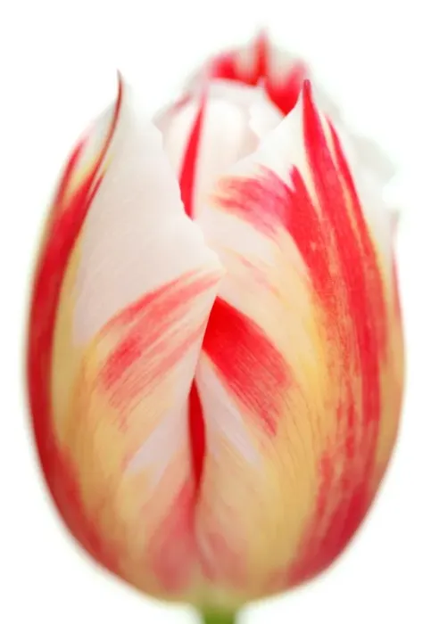 Framed Print : Carnavel de Rio Framed Print : Carnavel de Rio