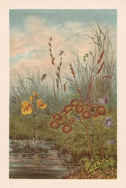 Carnivorous plants in peat bog, chromolithograph, published in 1894