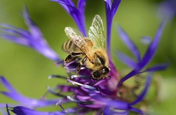 Carnolian honey bee -Apis mellifera var carnica-, on blue flower of mountain knapweed or cornflower -Centaurea montana L.-