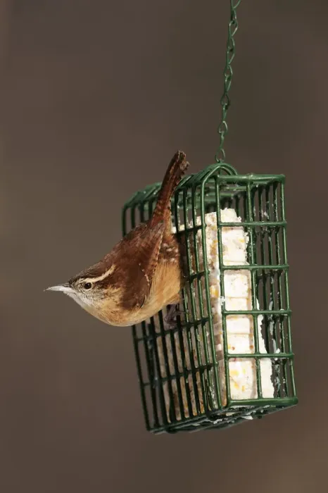 Framed Print : Carolina wren at suet feeder Framed Print : Carolina wren at suet feeder