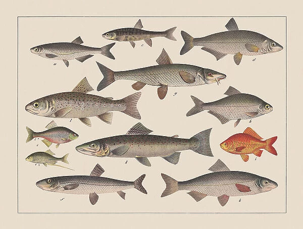 Carp family (Cyprinidae), hand-colored chromolithograph, published in 1882