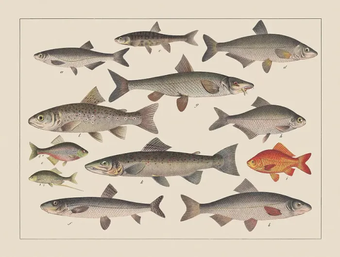 Framed Print : Carp family (Cyprinidae), hand-colored chromolithograph, published in 1882