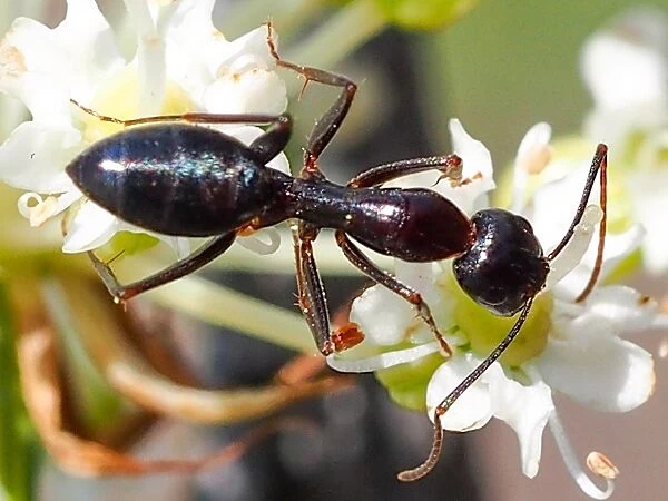 Carpenter Ant (Camponotus sylvaticus)