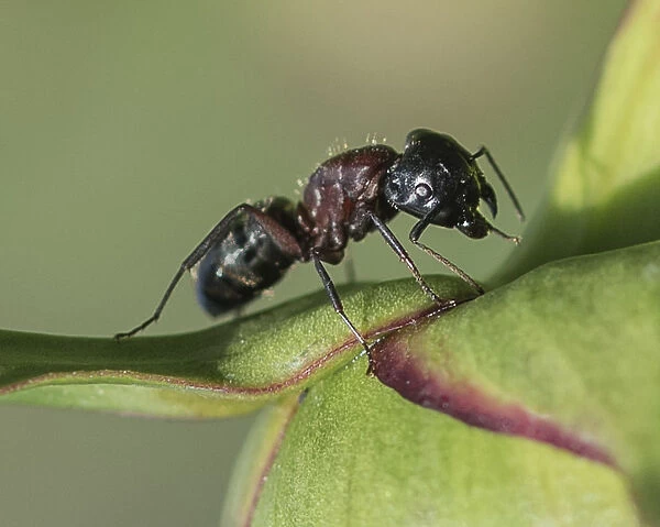 Carpenter Ant on a Peony