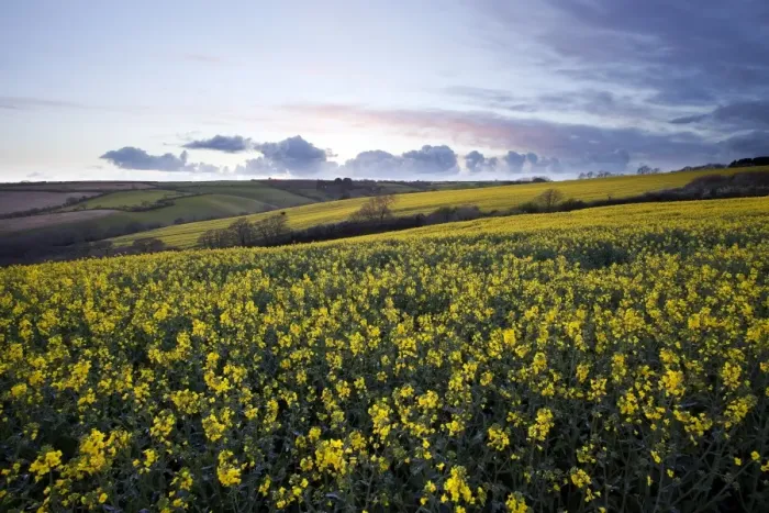 Framed Print : Carpet of yellow rape seed Framed Print : Carpet of yellow rape seed