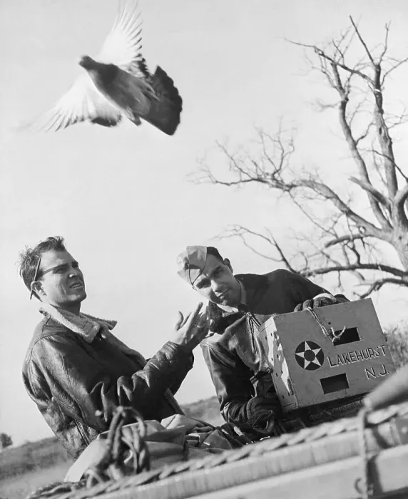 Framed Print : Carrier Pigeon Being Sent to Deliver Message