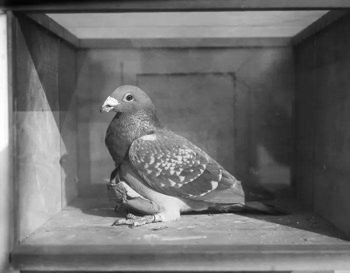 Framed Print : Carrier Pigeon Used in an Experiment