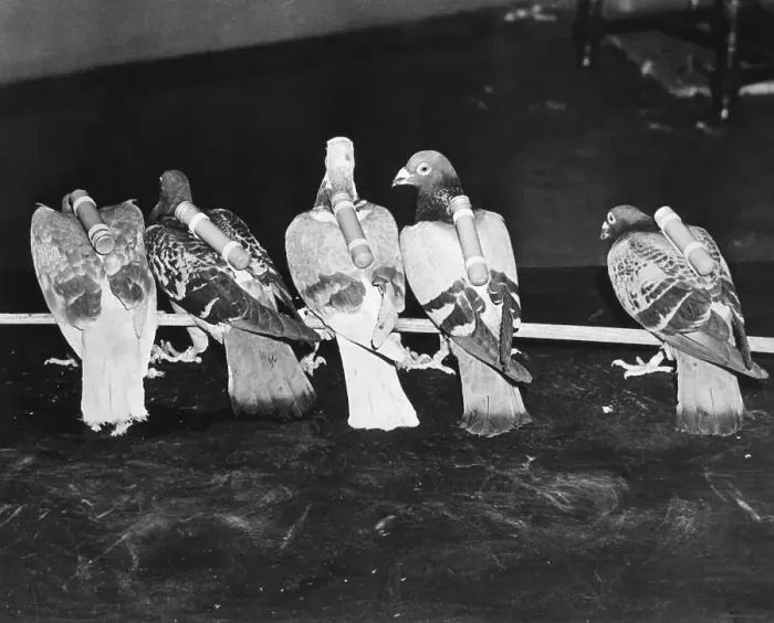 Framed Print : Carrier Pigeons Which Carry News Photos Framed Print : Carrier Pigeons Which Carry News Photos