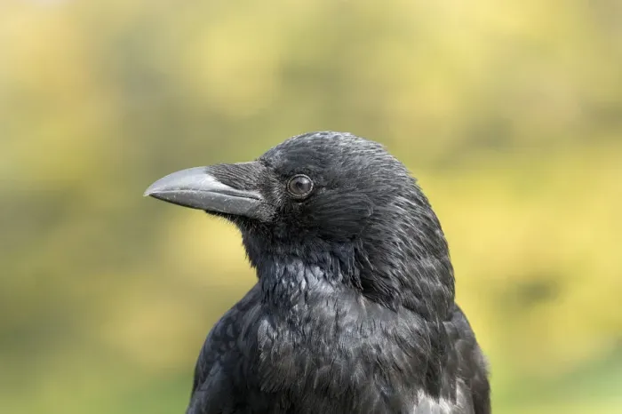 Framed Print : Carrion Crow -Corvus corone- Framed Print : Carrion Crow -Corvus corone-