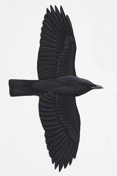 Carrion Crow (Corvus corone), adult