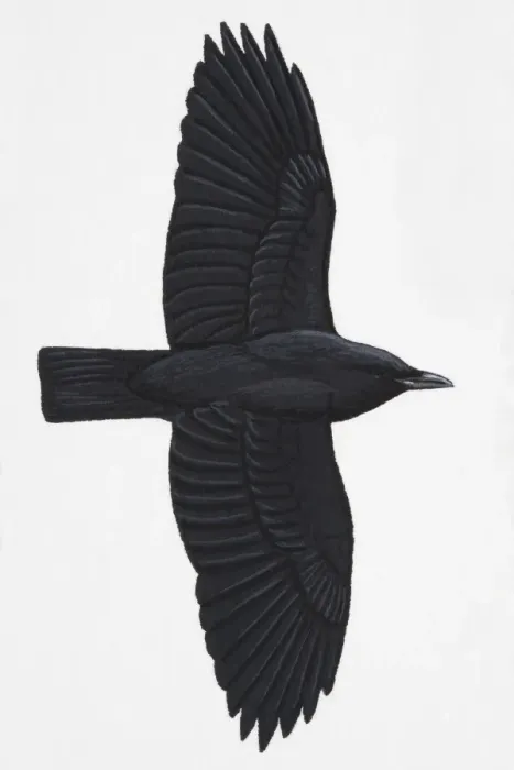Framed Print : Carrion Crow (Corvus corone), adult Framed Print : Carrion Crow (Corvus corone), adult