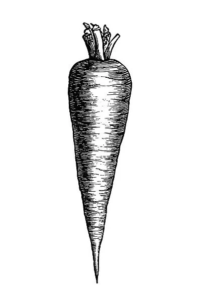 Carrot. Engraved illustration of carrot