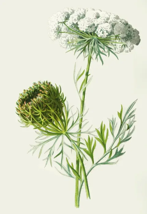 Framed Print : carrot. Antique illustration of a Medicinal and Herbal Plants.