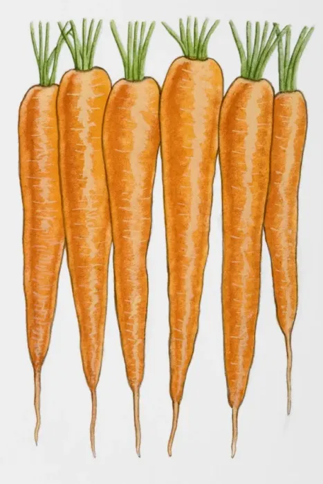 Framed Print : Carrots in row Framed Print : Carrots in row