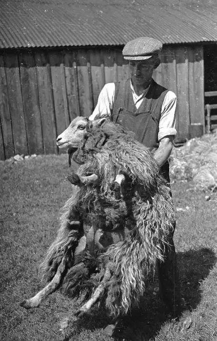 Framed Print : Carrying A Ewe