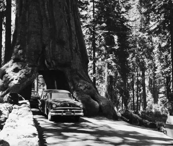 Framed Print : Cars Driving Through Giant Sequoia Framed Print : Cars Driving Through Giant Sequoia