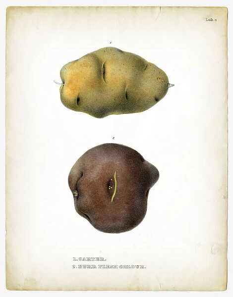 Carter potatoes illustrations 1849