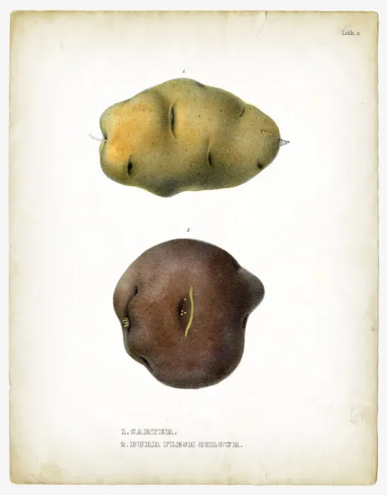 Framed Print : Carter potatoes illustrations 1849 Framed Print : Carter potatoes illustrations 1849