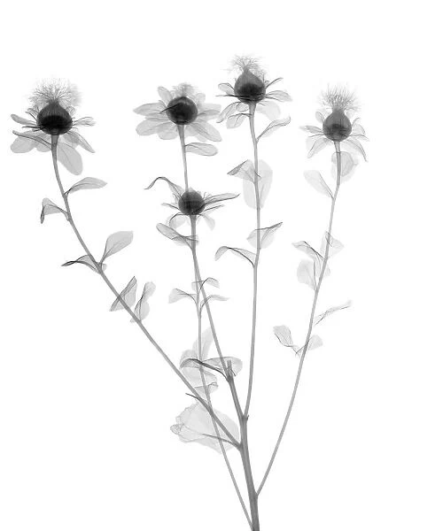 Carthamus plant, X-ray