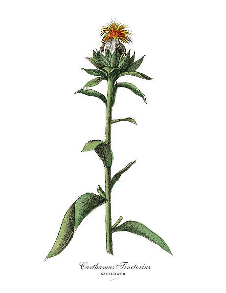 Carthamus tinctorius, Safflower Plant, Victorian Botanical Illustration