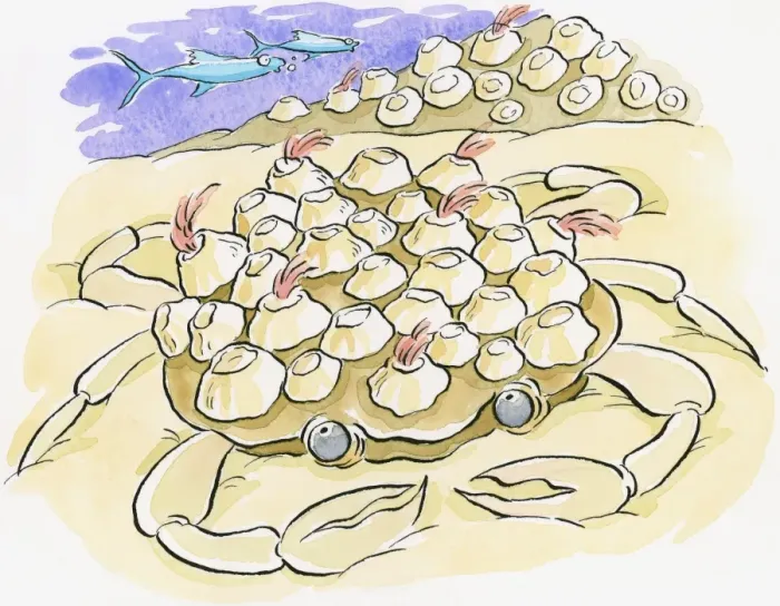 Framed Print : Cartoon of crab, sinking in sand, over-burdened by barnacles on back Framed Print : Cartoon of crab, sinking in sand, over-burdened by barnacles on back