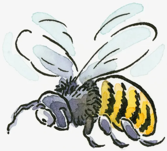 Framed Print : Cartoon of Honey Bee (Apis mellifera), flying