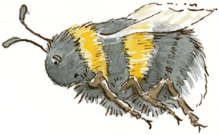 Framed Print : Cartoon of Honeybee (Apis), flying