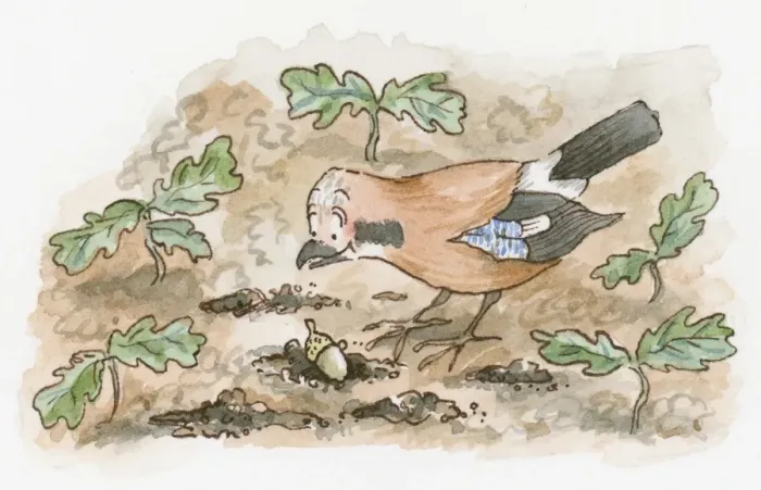 Framed Print : Cartoon of Jay looking down at acorn on ground Framed Print : Cartoon of Jay looking down at acorn on ground