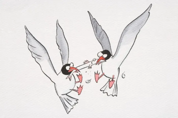 Framed Print : A cartoon of two seagulls fighting for food Framed Print : A cartoon of two seagulls fighting for food