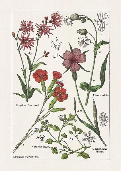 Caryophyllaceae, chromolithograph, published in 1895