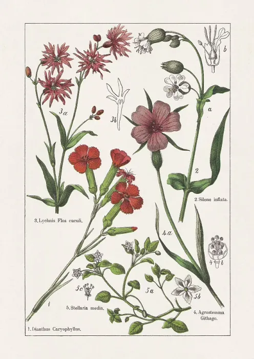 Framed Print : Caryophyllaceae, chromolithograph, published in 1895 Framed Print : Caryophyllaceae, chromolithograph, published in 1895