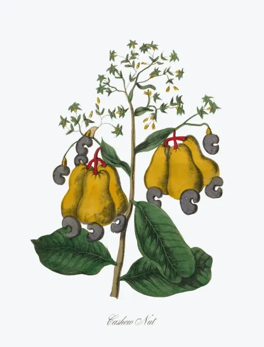 Framed Print : Cashew Nut Victorian Botanical Illustration Framed Print : Cashew Nut Victorian Botanical Illustration