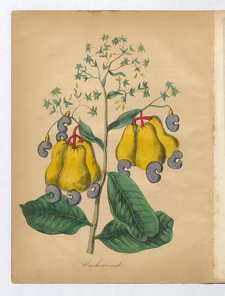 Cashew Nut Victorian Botanical Illustration