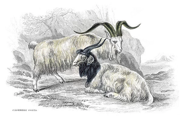 Cashmere goats lithograph 1884