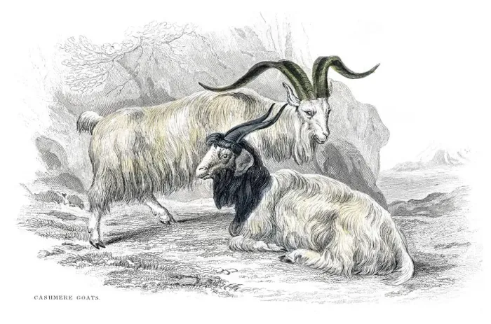 Framed Print : Cashmere goats lithograph 1884