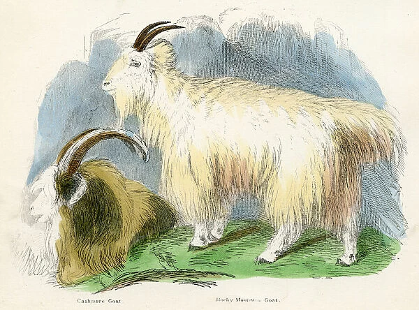 Cashmere and rocky mountain goats engraving 1893