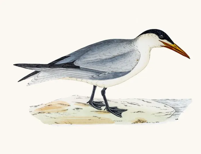Framed Print : Caspian tern Framed Print : Caspian tern