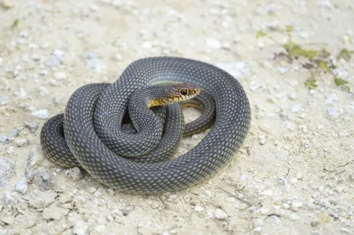 Framed Print : Caspian Whipsnake -Dolichophis caspius-, curled up, ready to fight, Pleven region, Bulgaria Framed Print : Caspian Whipsnake -Dolichophis caspius-, curled up, ready to fight, Pleven region, Bulgaria