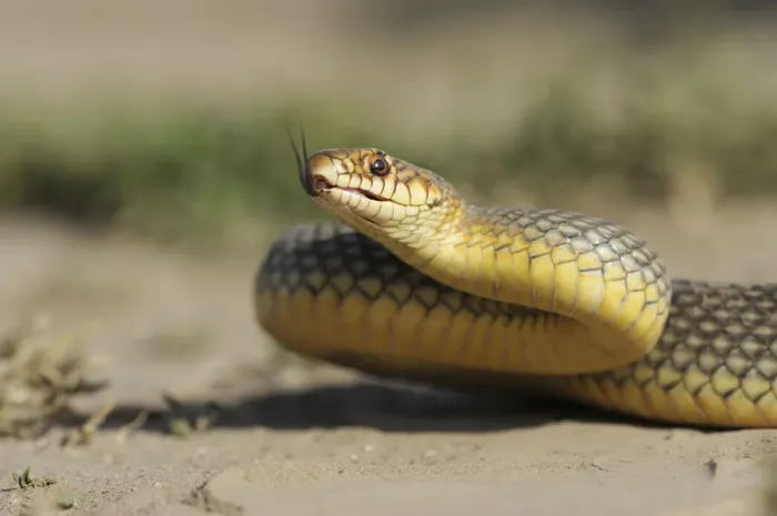 Framed Print : Caspian Whipsnake -Dolichophis caspius-, darting its tongue, Pleven region, Bulgaria Framed Print : Caspian Whipsnake -Dolichophis caspius-, darting its tongue, Pleven region, Bulgaria
