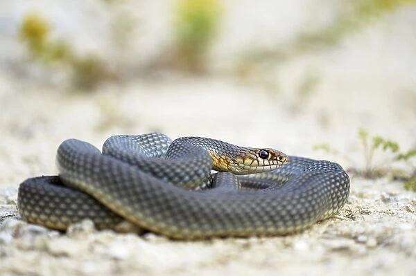 Caspian Whipsnake -Dolichophis caspius-, curled up, ready to fight, Pleven region, Bulgaria