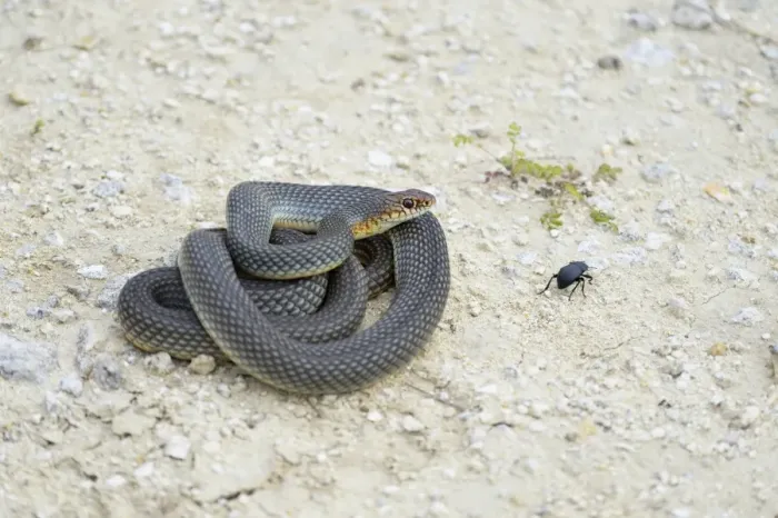 Framed Print : Caspian Whipsnake -Dolichophis caspius-, curled up, ready to fight, Pleven region, Bulgaria Framed Print : Caspian Whipsnake -Dolichophis caspius-, curled up, ready to fight, Pleven region, Bulgaria