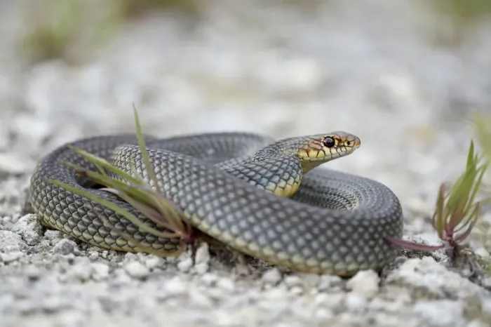 Framed Print : Caspian Whipsnake -Dolichophis caspius-, curled up, Pleven region, Bulgaria