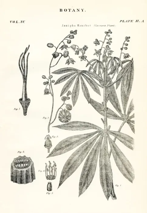 Framed Print : Cassava plant engraving 1877 Framed Print : Cassava plant engraving 1877